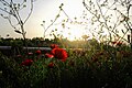 * Nomination: Papaver rhoeas, Turkey. Kızıl 07:16, 11 May 2025 (UTC) * * Review needed