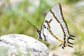 * Nomination: Charaxes eudamippus Doubleday, 1843 - Great Nawab. By User:Aniruddha97350 --Atudu 00:10, 29 May 2025 (UTC) * * Review needed