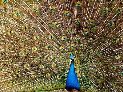 Pavo cristatus (Indian Peafowl)