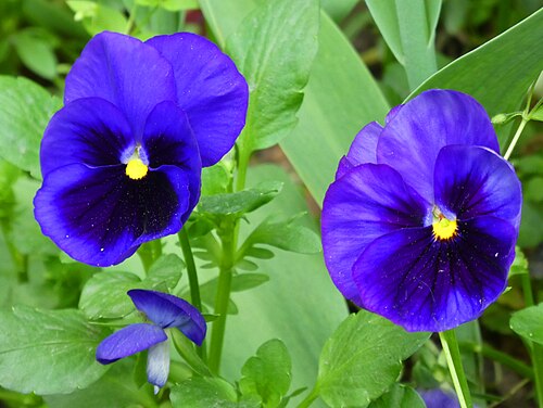 Viola wittrockiana in Tashkent, Uzbekistan