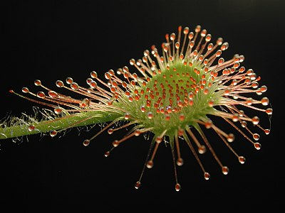 Drosera rotundifolia (Round-leaved Sundew)