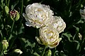 * Nomination Tulipa cultivar "Dance Line" in the botanical garden in Munich, Germany --Kritzolina 07:37, 11 May 2025 (UTC) * Promotion  Support Good quality. --XRay 09:36, 11 May 2025 (UTC)