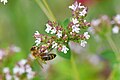 * Nomination: Honey bee in a field near Halle (Saale), Germany. --Romzig 19:26, 06 May 2025 (UTC) * * Review needed