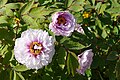 * Nomination Peony Paeonia Suffruticosa var. Mme de Vatry in the botanical garden in Munich --Kritzolina 07:37, 11 May 2025 (UTC) * Promotion  Support Good quality. --Bijay Chaurasia 08:52, 11 May 2025 (UTC)