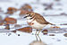 Charadrius bicinctus - Ralphs Bay.jpg