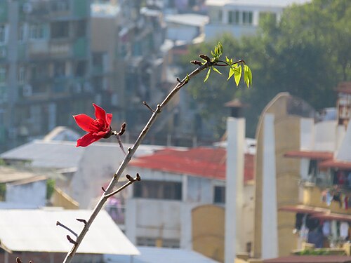 flowers in the sky