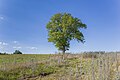 * Nomination "Walnut tree near Kleinaugsfeld" natural monument --Plozessor 03:18, 10 May 2025 (UTC) * Promotion  Support Good quality. --Jakubhal 04:14, 10 May 2025 (UTC)