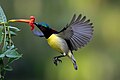 * Nomination: Male Purple-rumped sunbird (Leptocoma zeylonica) in Nadia, Wset Bengal, India. By User:Sudipta Maulik --Moheen 10:35, 3 May 2025 (UTC) * Review Noise should be removed. --Ermell 20:09, 6 May 2025 (UTC)