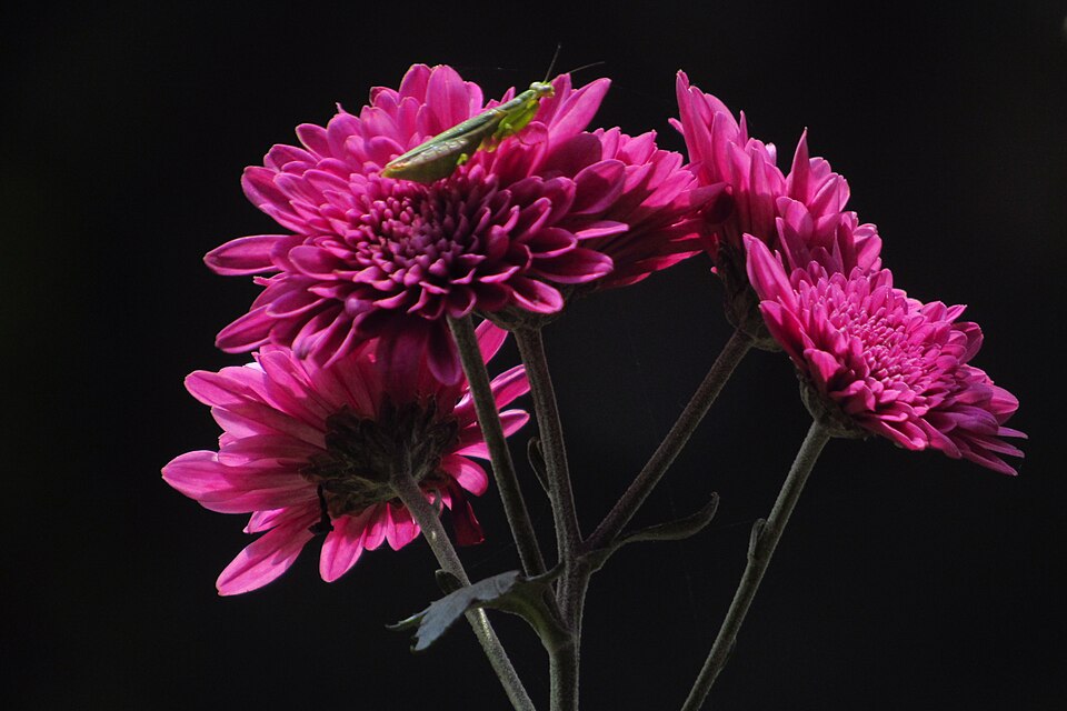 Chrysanthemum flower with mantis, Tamilnadu India