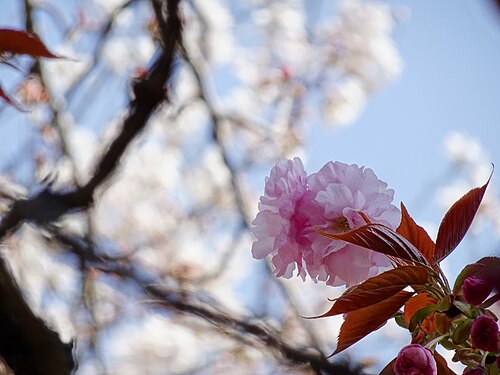 Prunus 'Kanzan' at Imperial Palace Inui Street, Tokyo, Japan