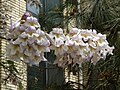 * Nomination Paulownia tomentosa in Tashkent, Uzbekistan. --Екатерина Борисова 01:30, 27 May 2025 (UTC) * Promotion  Support Good quality. --Crisco 1492 00:50, 31 May 2025 (UTC)