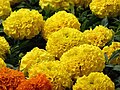 * Nomination Tagetes erecta in Tashkent, Uzbekistan. --Екатерина Борисова 00:51, 29 May 2025 (UTC) * Withdrawn I've just found out that this one is blurry on the sides, so I nominated new version, and here  I withdraw my nomination. -- Екатерина Борисова 01:21, 30 May 2025 (UTC)