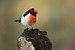 Red-capped Robin - Bimbi.jpg