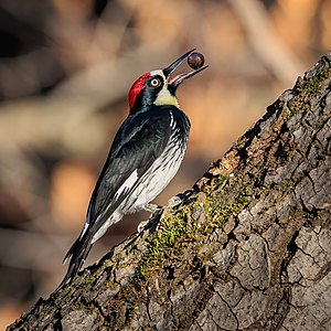 Acorn woodpecker holding a nut in its beak-0225