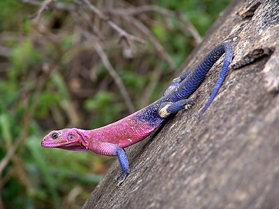 Agama mwanzae (Mwanza Flat-headed Rock Agama)