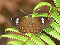 * Nomination: Open wing dorsal basking activity of Celaenorrhinus patula --Rijuroy89 16:07, 27 May 2025 (UTC) * Review I don't want to reject it and I'm fine with it being accepted as is, but I think it is a little bit noisy and not exactly in the focus. --Lvova 15:26, 30 May 2025 (UTC)