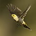 White-plumed Honeyeater flying - Capertee Valley.jpg