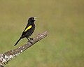 * Nomination Cacicus chrysopterus por Luiz Alves --Rodrigo.Argenton 19:43, 29 May 2025 (UTC) * Promotion  Support Good quality. --Plozessor 02:46, 30 May 2025 (UTC)