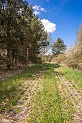 * Nomination Former 'convoy track' on the inner-German border in the "Alstergrund mit Grenzstreifen" ('Alster ground with border stripe') nature reserve and "Green Belt Thuringia" national natural monument --Plozessor 03:19, 31 May 2025 (UTC) * Promotion  Support Good quality. --Jakubhal 05:17, 31 May 2025 (UTC)