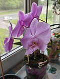* Nomination: Phalaenopsis --Lvova 07:50, 31 May 2025 (UTC) * * Review needed