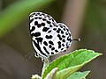 * Nomination Closed wing resting activity of Castalius rosimon (Fabricius, 1775) - Common Pierrot --Rijuroy89 10:27, 30 May 2025 (UTC) * Decline  Oppose Not sharp enough, sorry --Benjism89 11:49, 30 May 2025 (UTC)