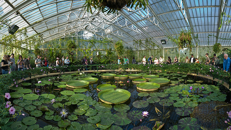 File:Kew Gardens Waterlily House - Sept 2008.jpg
