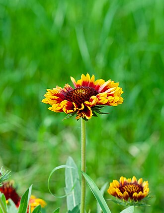 Gaillardia pulchella