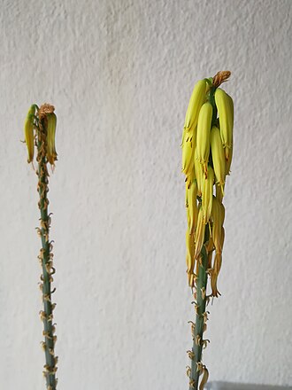 Flowers of an Aloe vera in Malaysia