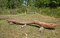 * Nomination Wooden snake on the Michelsberg near Münnerstadt --Plozessor 02:41, 30 May 2025 (UTC) * Promotion  Support Good quality. --Екатерина Борисова 02:47, 30 May 2025 (UTC)