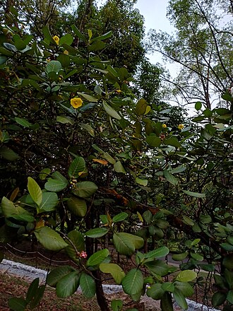 Yellow Dillenia suffruticosa