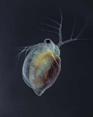 Water flea from the ceriodaphnia family. Ceriodaphnia is a genus of the Daphniidae