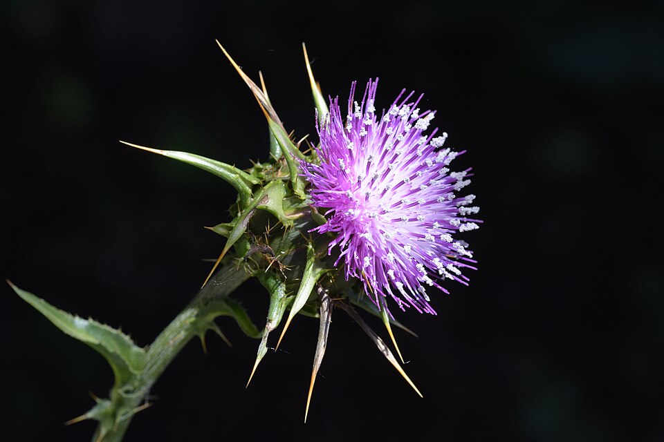 Cardo mariano (Silybum marianum), vallone Cugno di Rio (Melilli)
