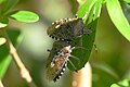 * Nomination: mottled shieldbug. --Romzig 18:15, 09 May 2025 (UTC) * * Review needed