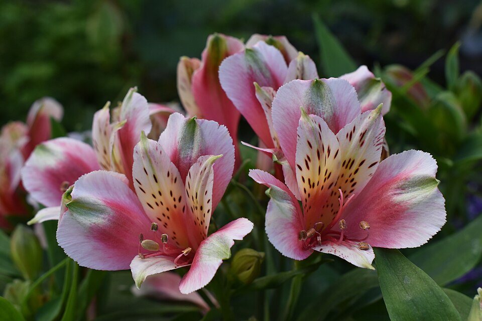 Alstroemeria