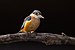 Sacred Kingfisher- Sydney Olympic Park.jpg