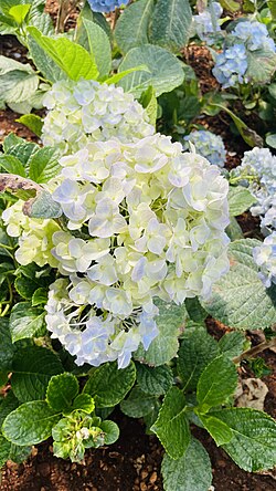 A photo of big leaf Hydrangea Macrophylla as the focus with other hydrangeas