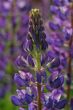 Blüte einer Lupine