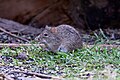 * Nomination A Hispid cotton rat forages under a bird feeding station at the National Butterfly Center in Mission, Texas. --Needsmoreritalin 03:56, 29 May 2025 (UTC) * Promotion  Support Good quality. --Ermell 07:02, 29 May 2025 (UTC)