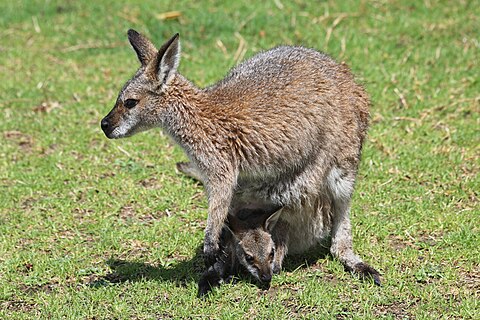 Wallaby with joey