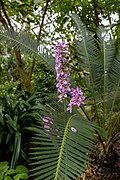 * Nomination Francoa in the Temperate House, Kew Gardens --Mike Peel 19:06, 29 May 2025 (UTC) * Promotion  Support Good quality. --Екатерина Борисова 02:40, 31 May 2025 (UTC)