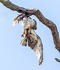 * Nomination: Dead osprey by its nest in the Marshlands Conservancy :( --Rhododendrites 17:55, 6 May 2025 (UTC) * Review Would be good but has a lot of CA --Plozessor 03:45, 7 May 2025 (UTC)