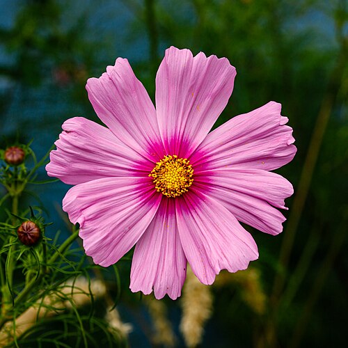 Flower of a garden cosmos (Cosmos bipinnatus)