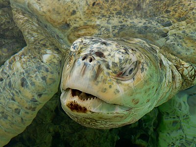 Chelonia mydas (Green Sea Turtle)