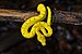 Green Tree Python juvenile A22I6572.jpg