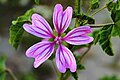 * Nomination: Malva sylvestris, Turkey. Kızıl 07:16, 11 May 2025 (UTC) * * Review needed