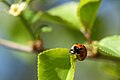 * Nomination: Ladybug in the Kröllwitz district of Halle (Saale), Germany. --Romzig 19:03, 09 May 2025 (UTC) * * Review needed