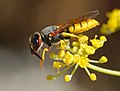 Image 70European beekiller wasp