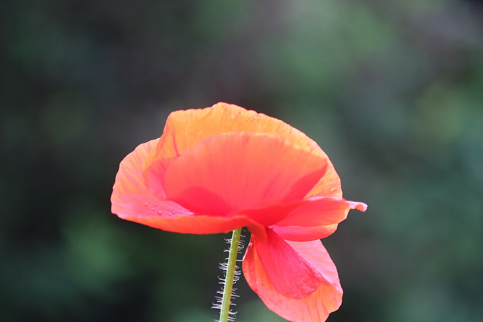 jedes Jahr säht er sich selber wieder aus und sucht sich die besten Plätze im Garten