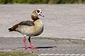 * Nomination An Egyptian goose in France. --Alexis Lours 08:16, 10 May 2025 (UTC) * Decline  Oppose Sorry, but the head is not sharp --Jakubhal 09:26, 10 May 2025 (UTC)