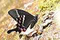 * Nomination Papilio krishna Moore, [1858] - Krishna Peacock. By User:Aniruddha97350 --Atudu 06:27, 29 May 2025 (UTC) * Promotion  Support Good quality. --Rijuroy89 10:29, 30 May 2025 (UTC)